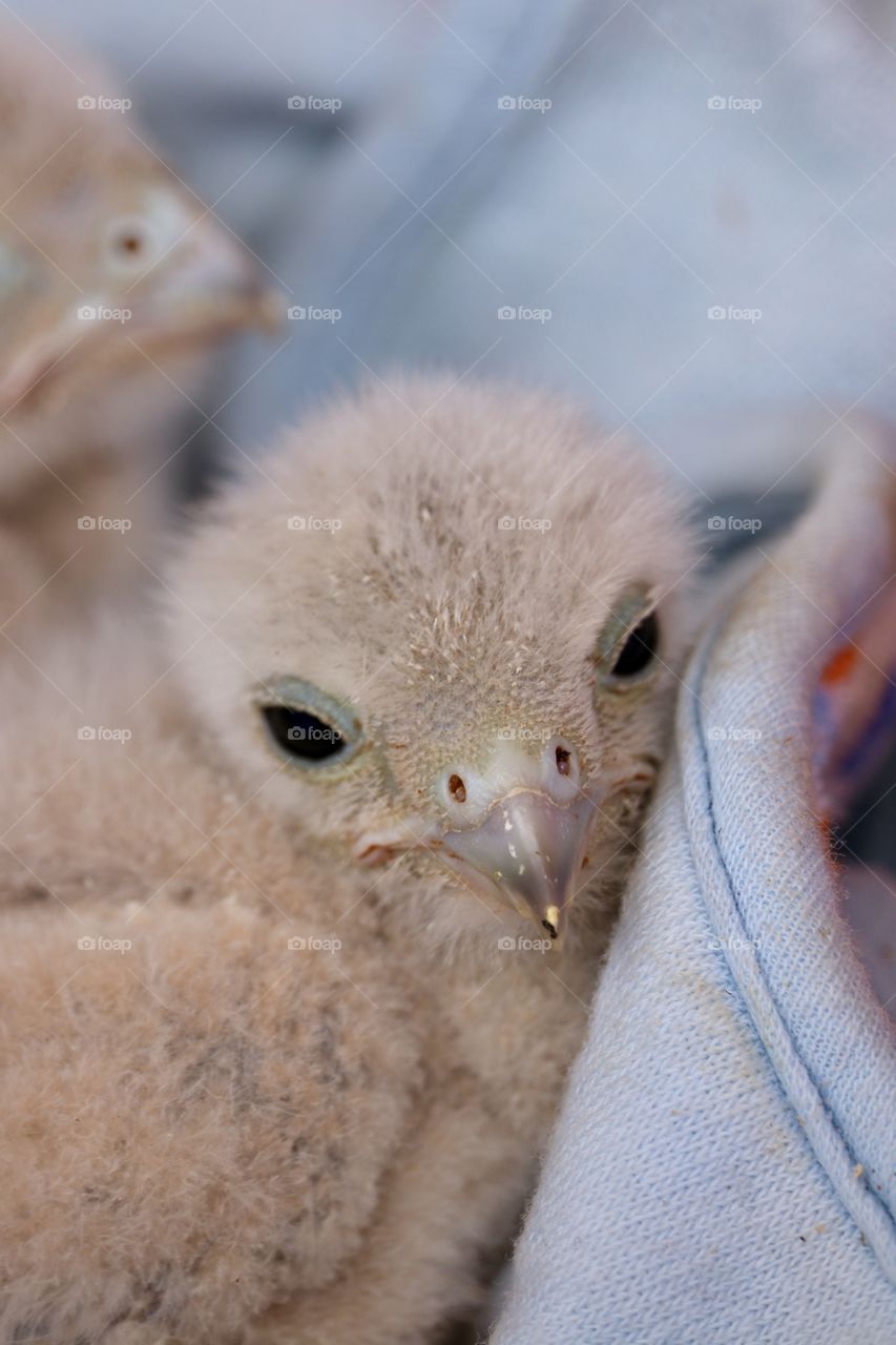 A rescued baby falcon bird of prey nestling in a towel closeup 