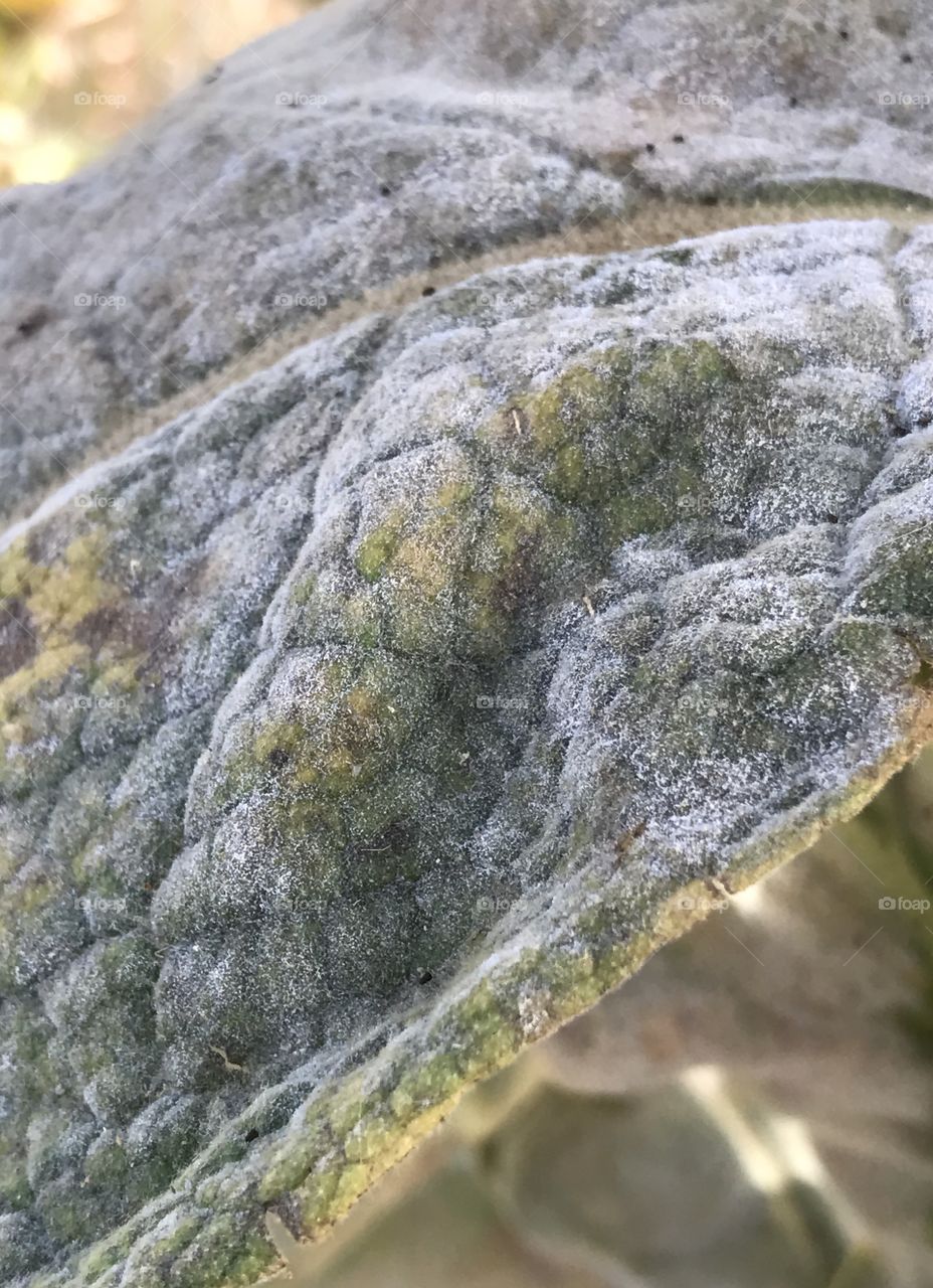 A very thick and textured leaf coated with a white powder and beginning to gain its fall colors. 