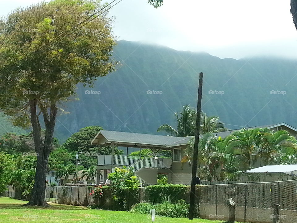 Tree, Summer, Nature, Travel, Water