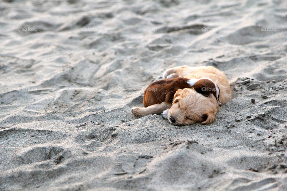 Sleepy Puppies. on a random beach in Bucerias