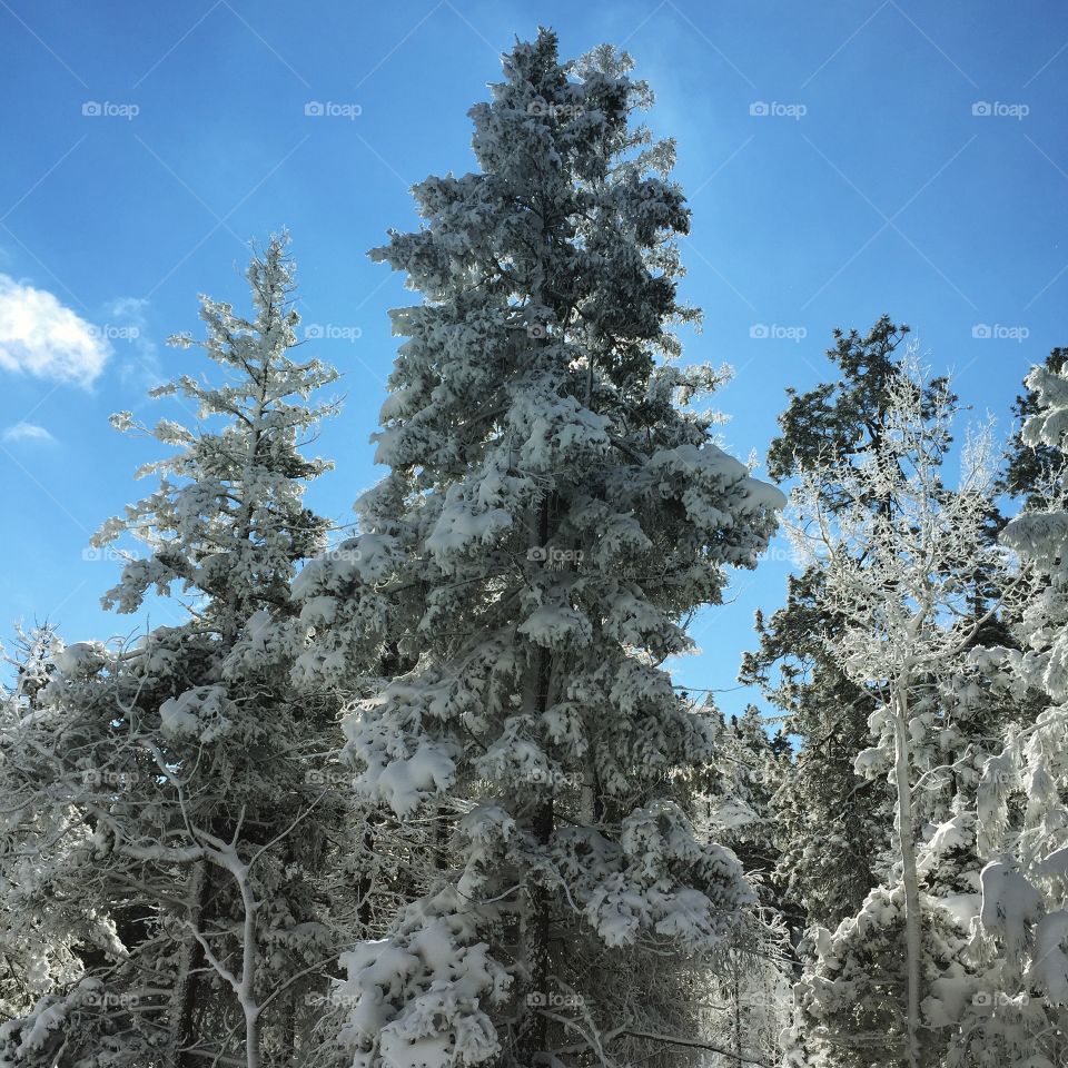 Freshly dusted trees in the mountains