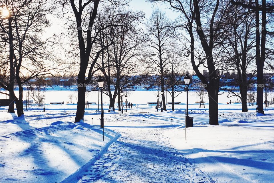 Snow, Winter, Tree, Cold, Landscape