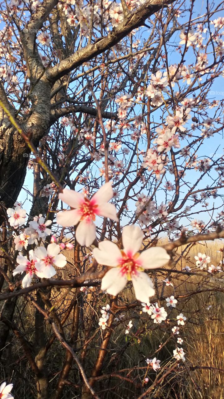 Naturaleza, planta, almendris