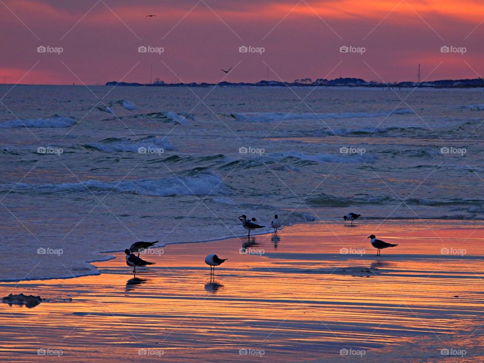 A spectacular sunset over the Gulf of Mexico. Waves crash in as Seagulls scamper along the seashore for food. 