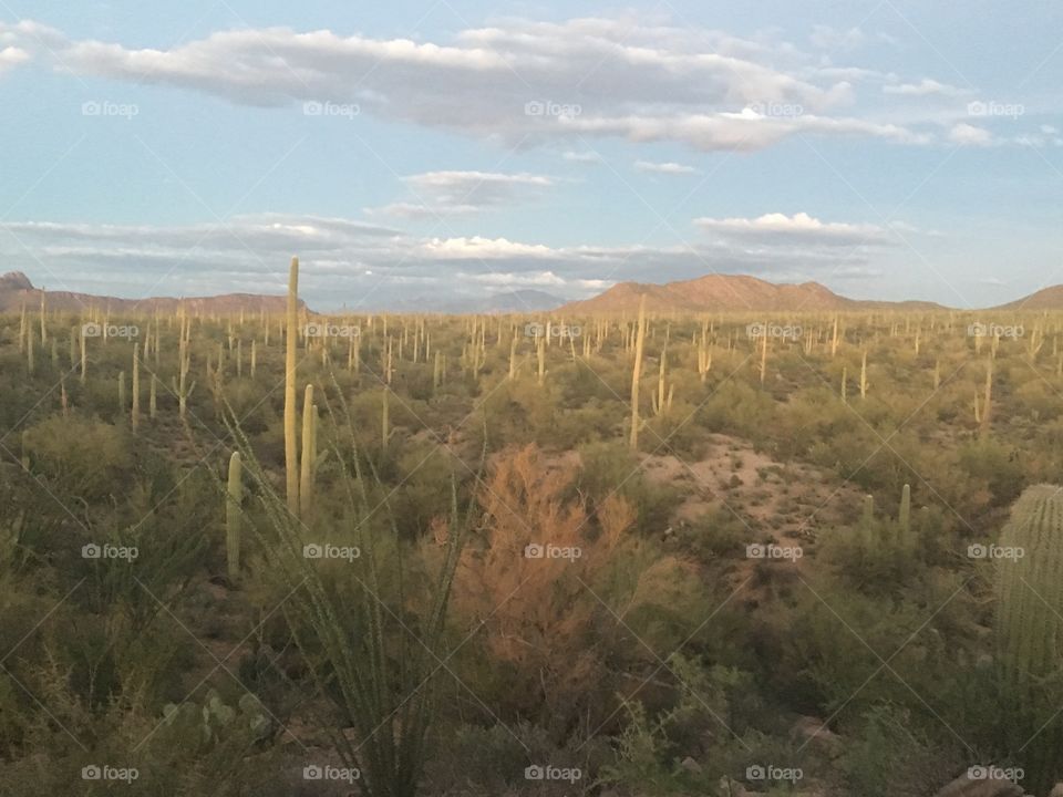 Saguaro National Park, Tucson AZ