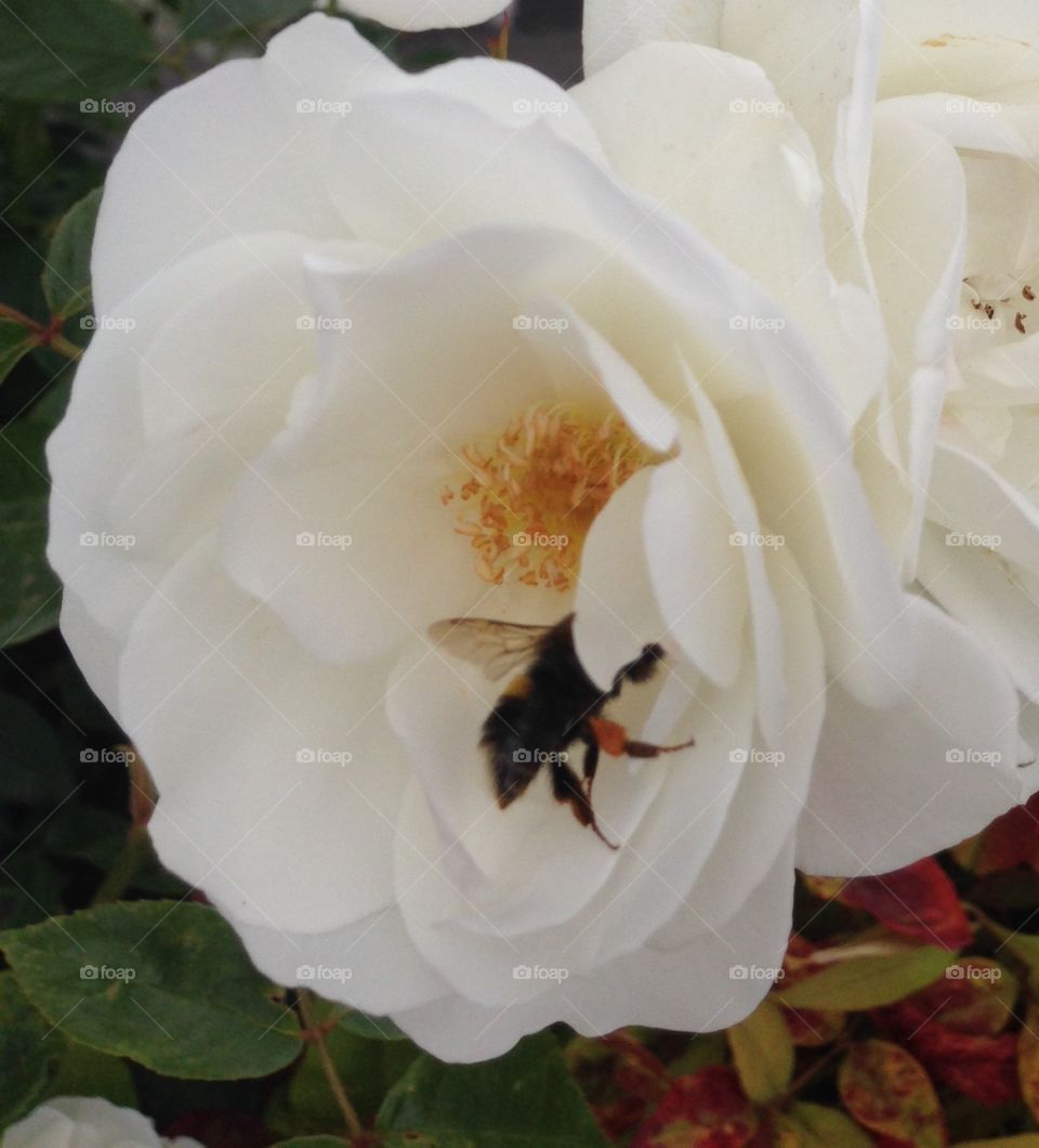 Rose-Bee 
