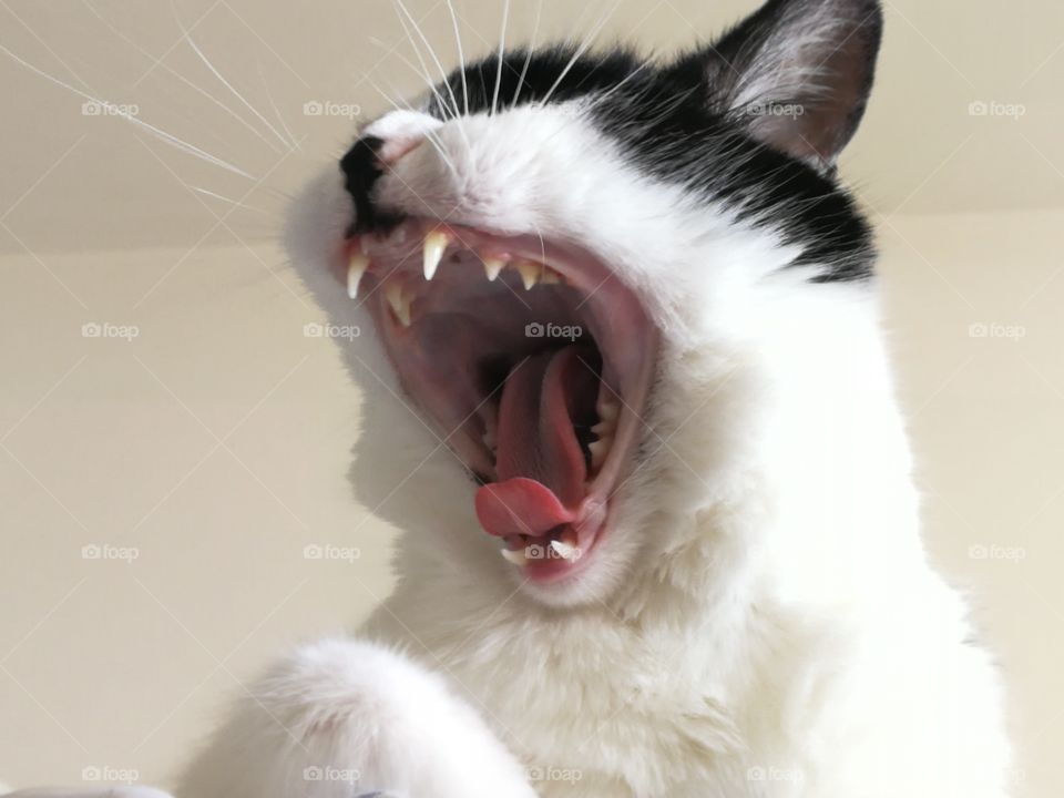 Humans! Where is my caviar?!?!