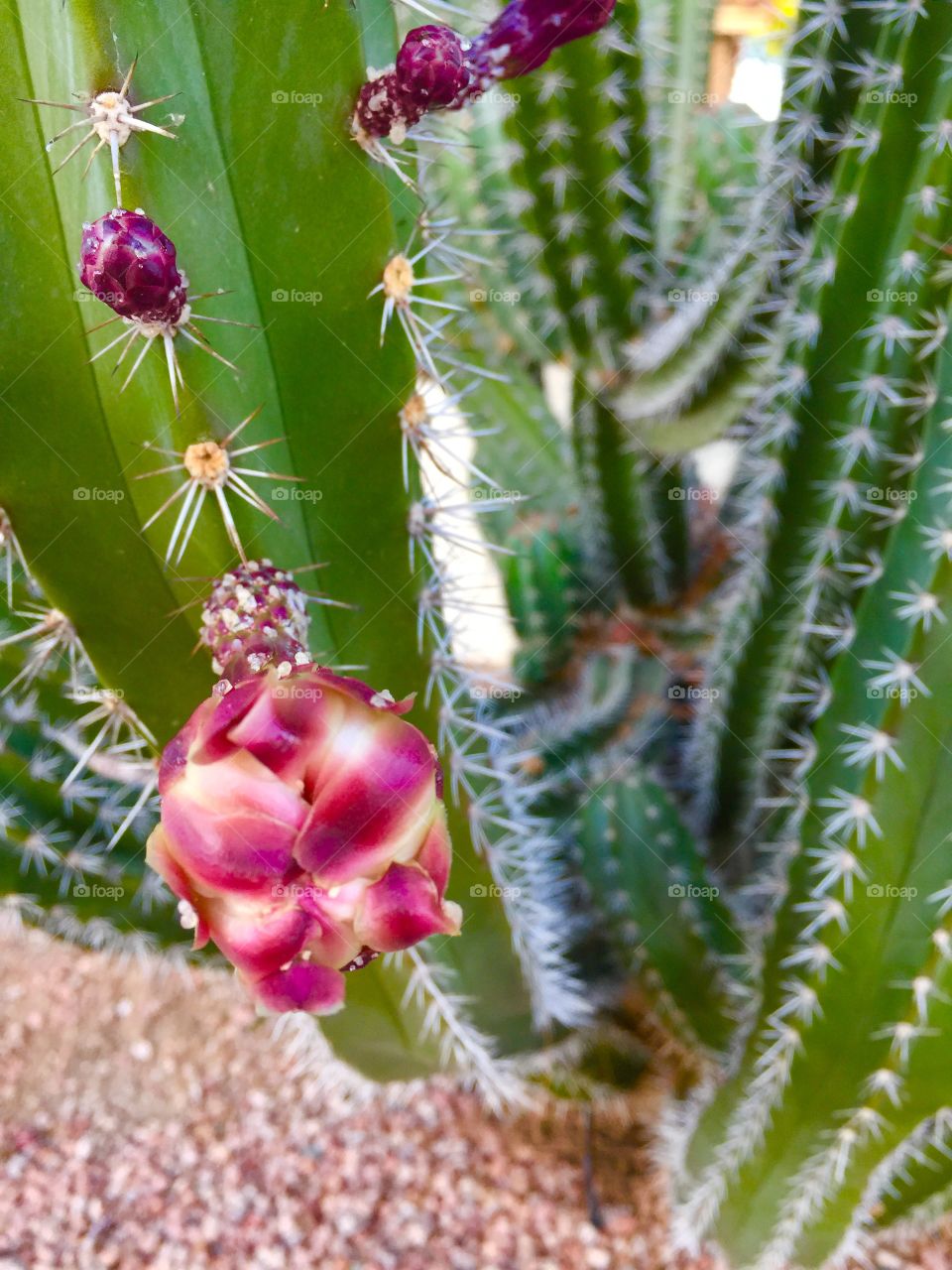 Blooming Cactus 