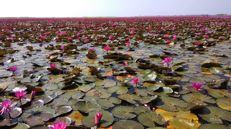 Red lotus sea at Udon Thani province in the Northeast one of the seventh wonder place  in Thailand