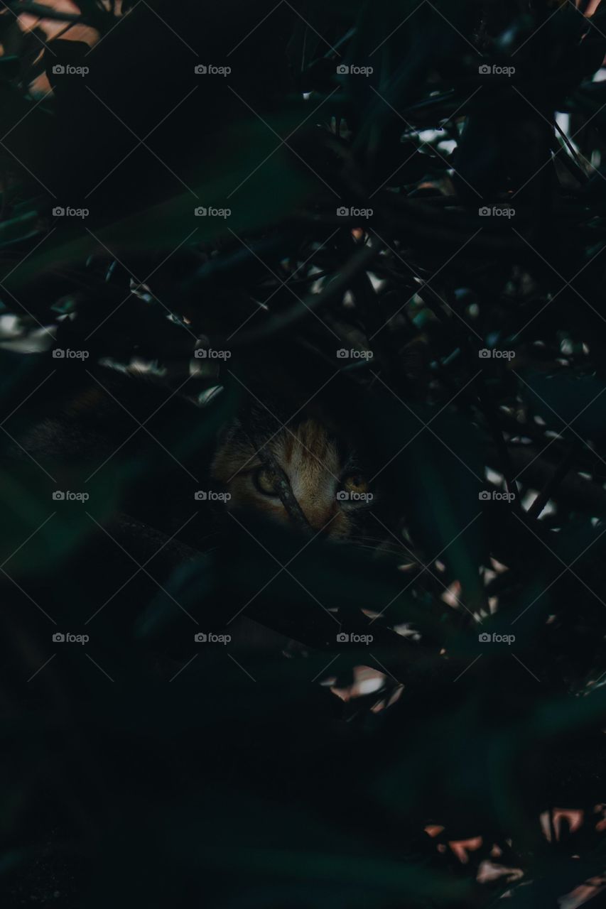 Ojos de gato en una planta densa por la noche