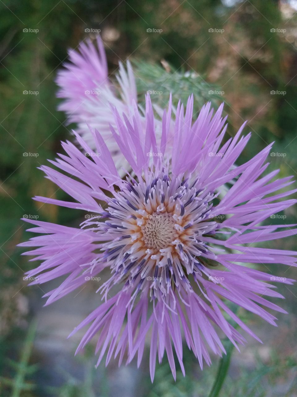 flower close-up