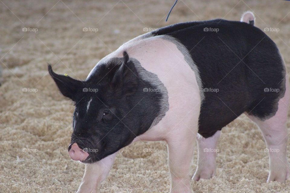 OC Fair Pig