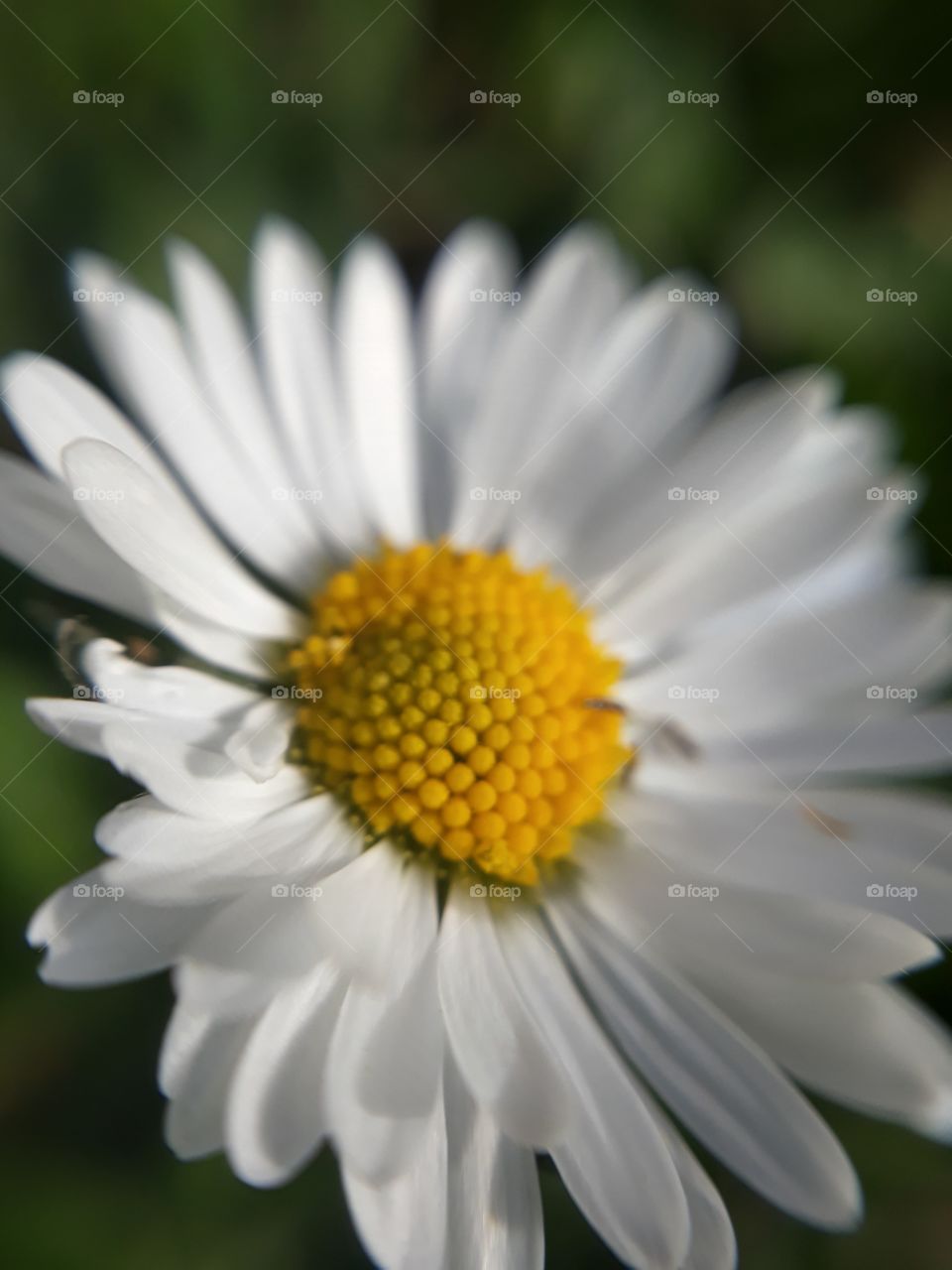 Daisy flower in the spring garden macro view