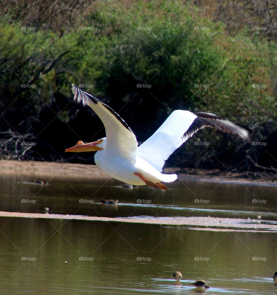 Pelican in Flight