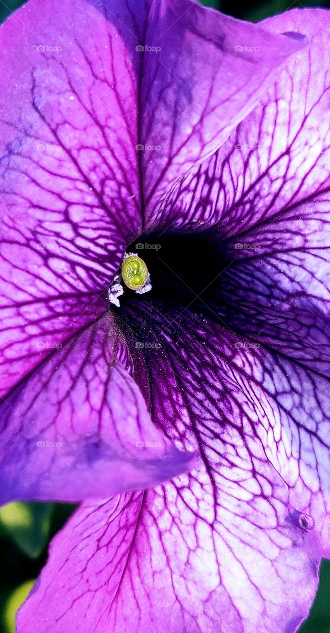 Morning glory flower with purple veins and lavender colour .