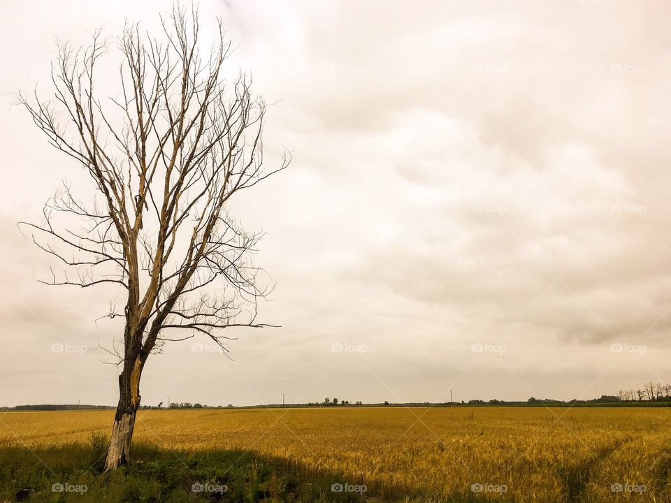 Landscape, No Person, Nature, Tree, Dawn