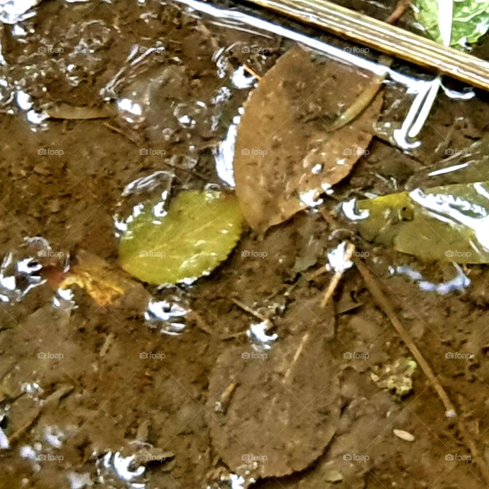 leaves in a puddle. outside