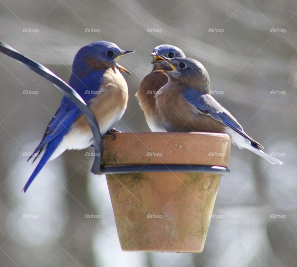 Family Dispute; Eastern Bluebirds