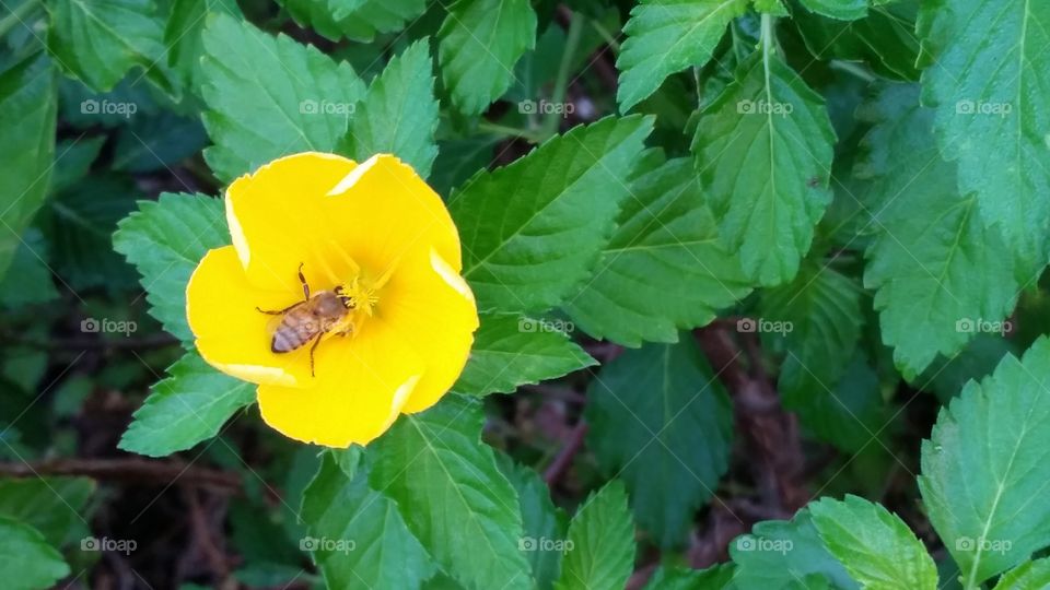  bee pollinating yellow bloom