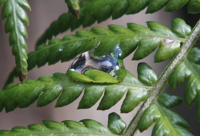 Dew droplet 