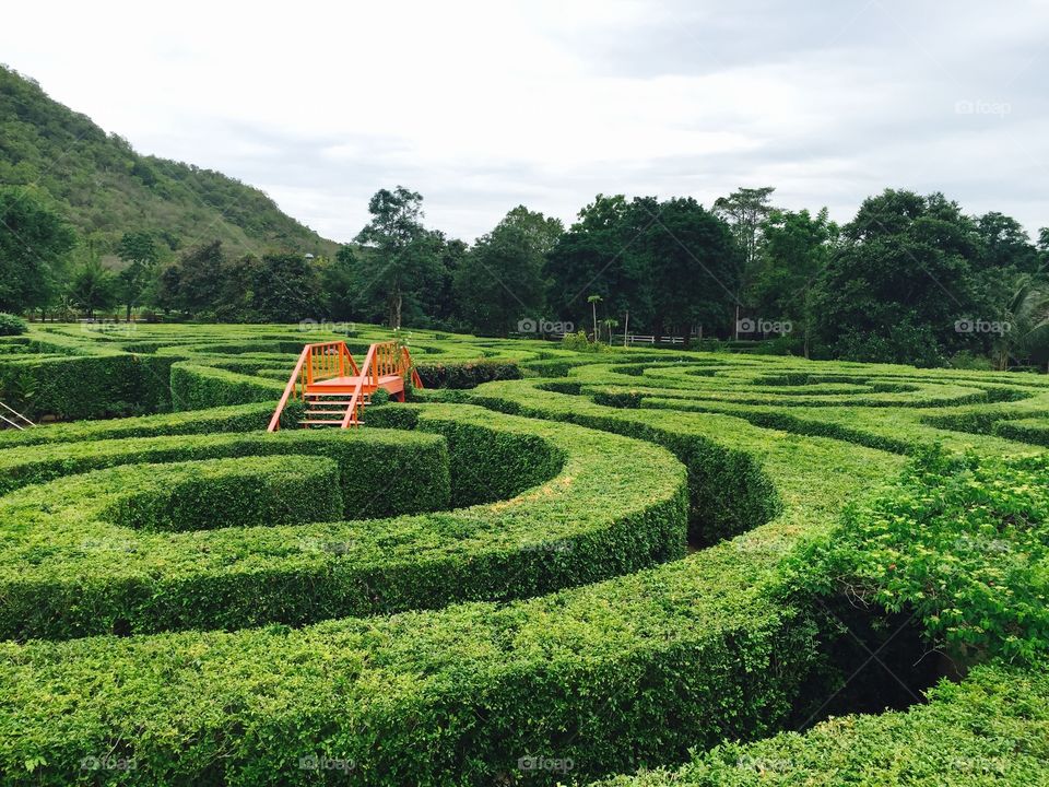 Maze