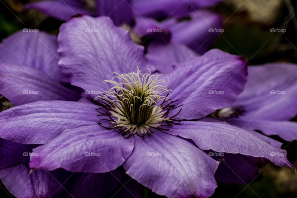 Purple flower
