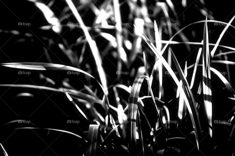 grass in black