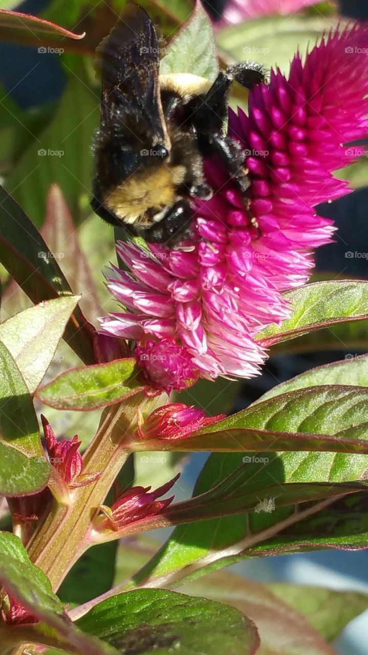 Bee on flower