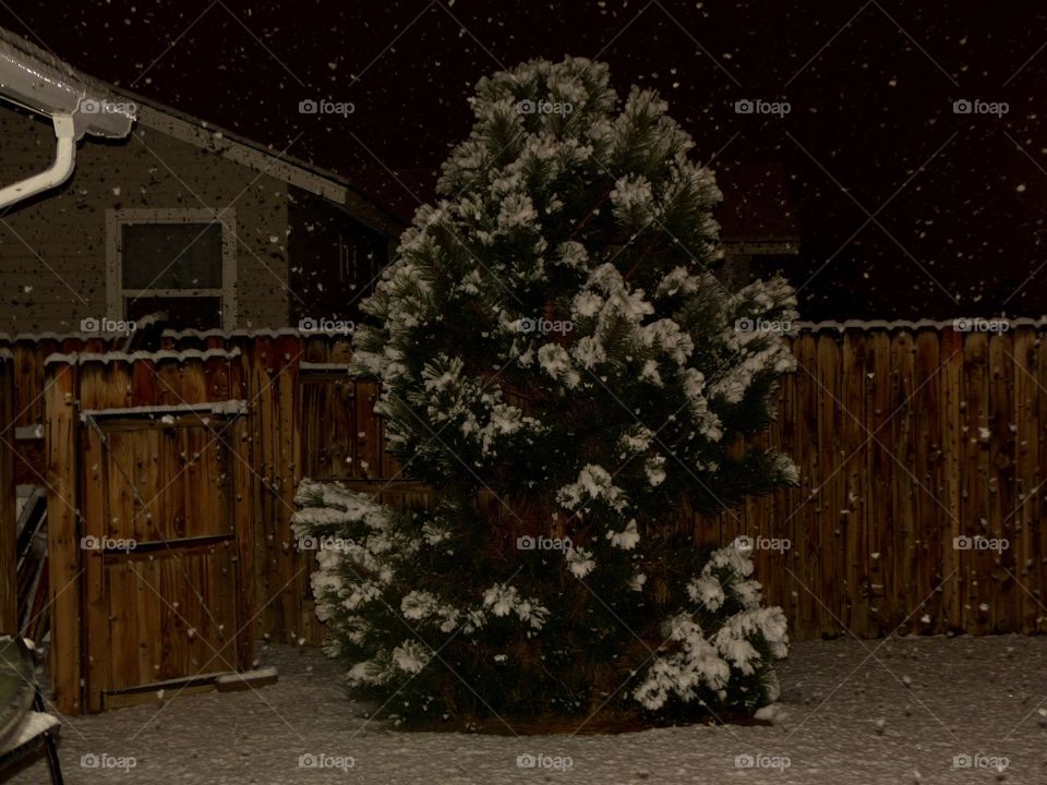 Tree with snow on it