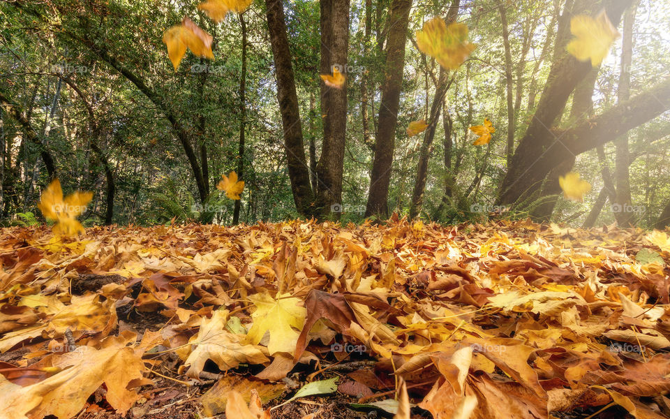 Falling Autumn Leaves