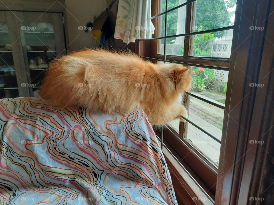 cute cat looking out of window, cat on sofa, persian cat, long thick fur cat, fluffy cat fur, cat's coat color is light brown, bige, funny cat, watery eyes, short cat paws, striped bed sheet