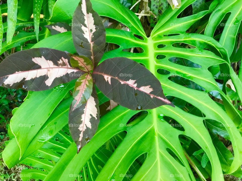 Hypoestes among the big fronds 