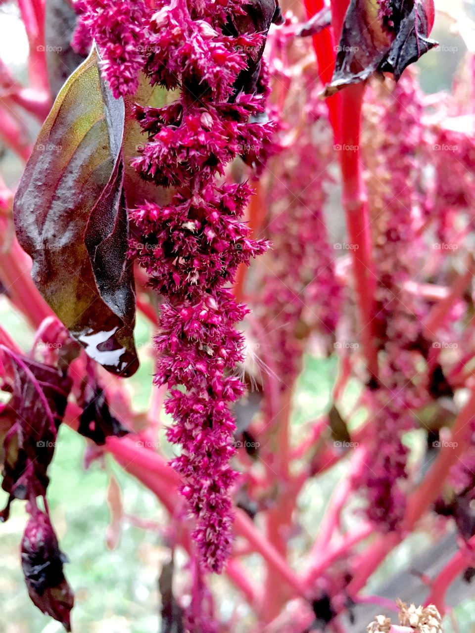 Fuchsia Flora 