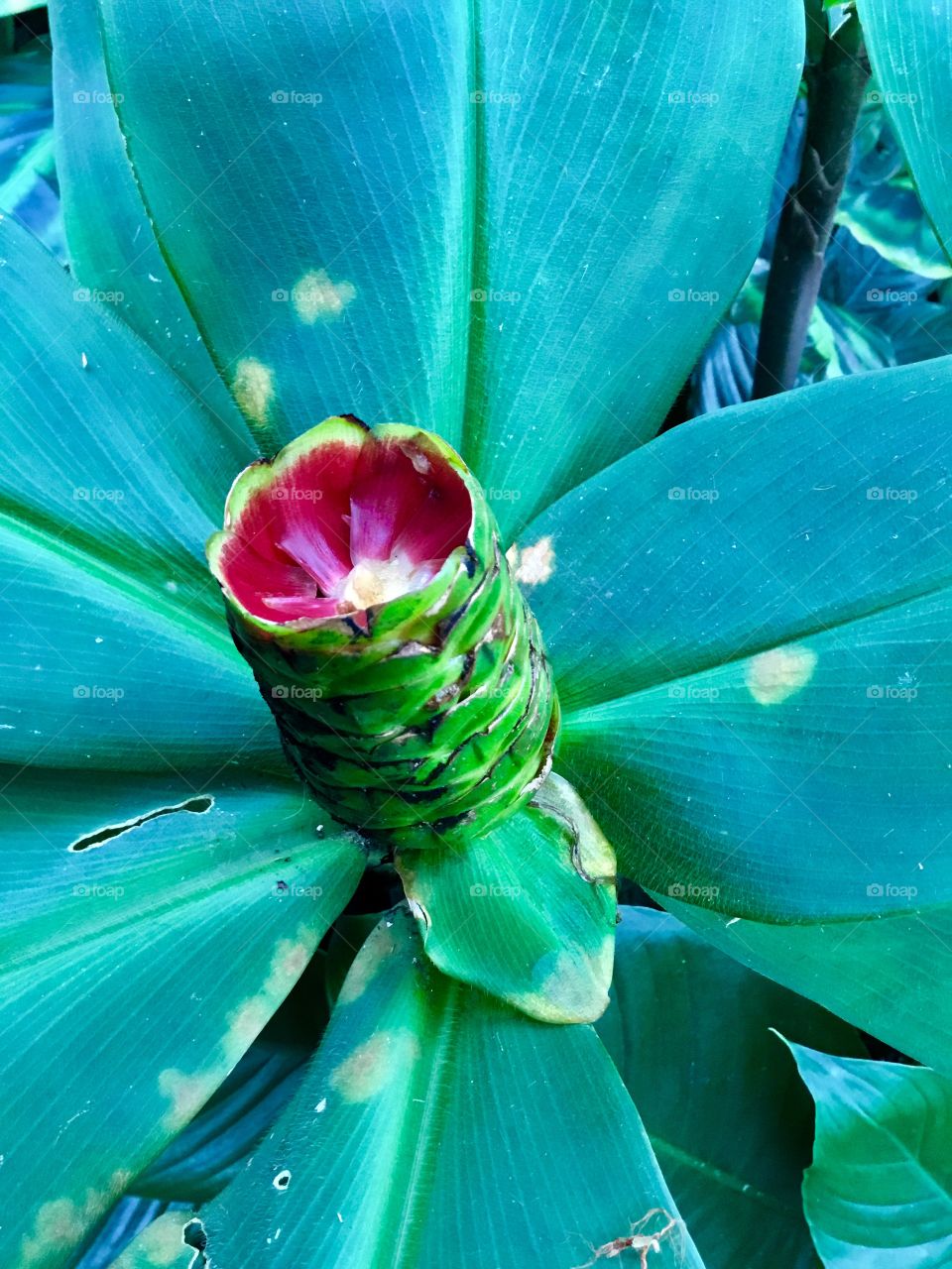 Bloom at Hawaii Tropical Botanical Garden