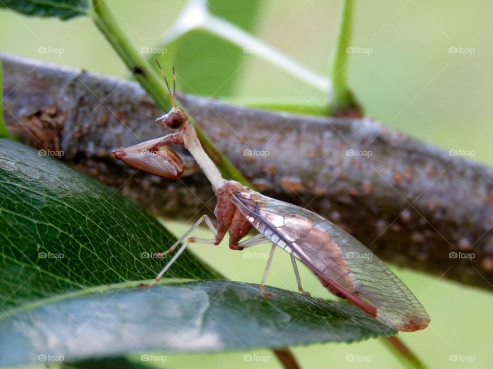 mantis fly