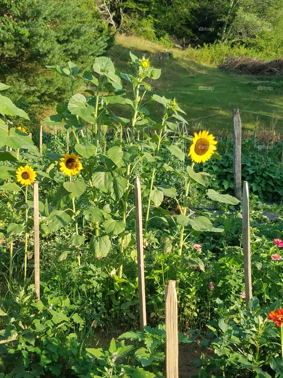 Happy sunflowers