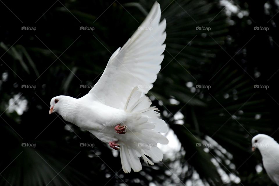 Beautiful and flying bird