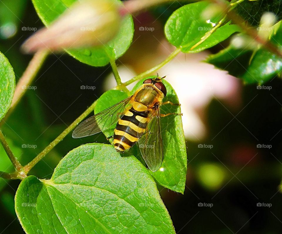 Stunning Hover fly