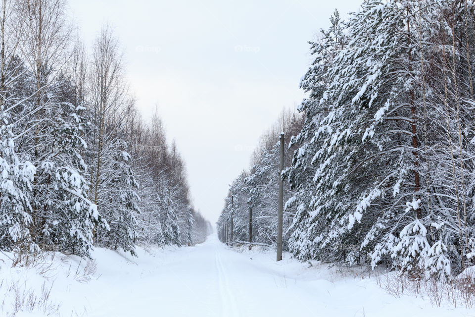 winter forest