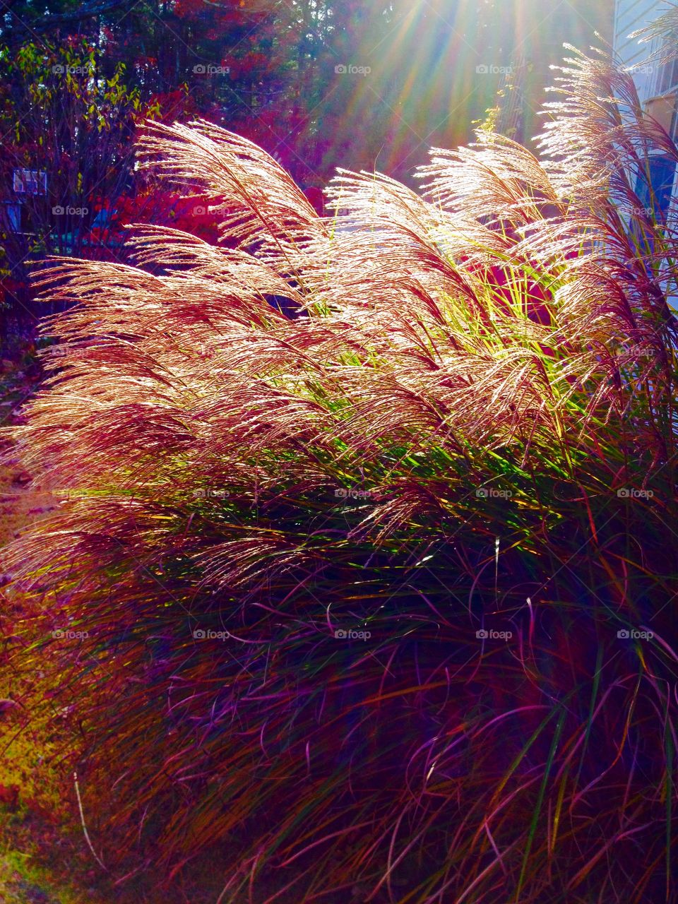Late day light on Maiden Grass