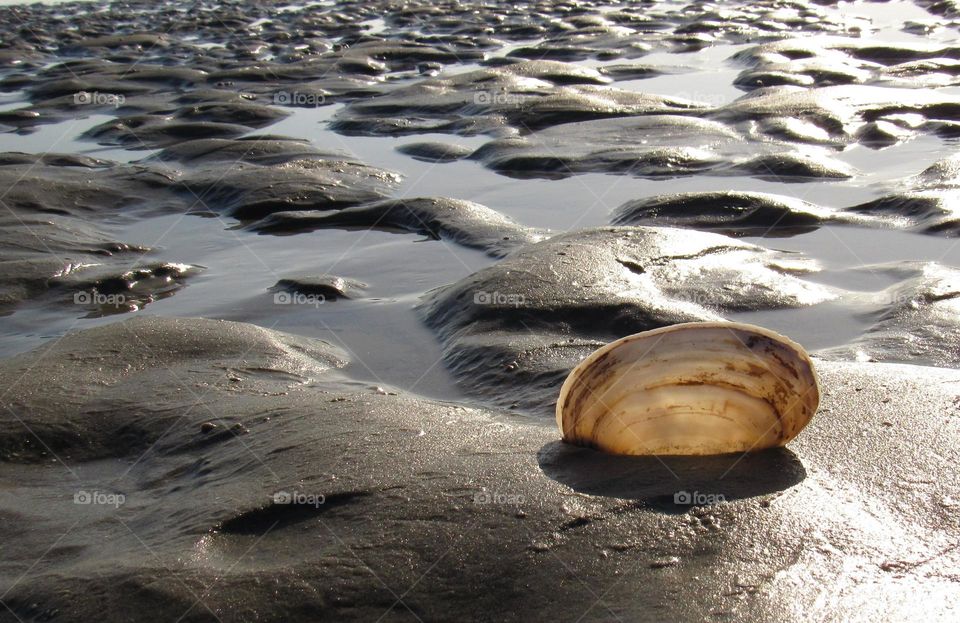 Shell on the beach