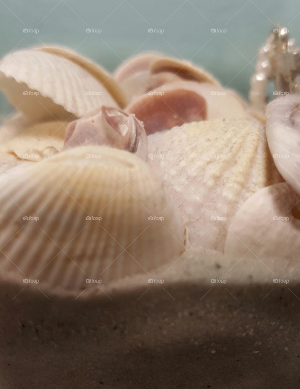 sea shells