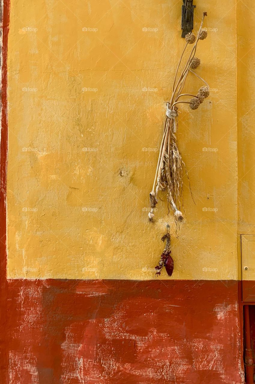 Bunch of garlic hanging in the sun to dry on a yellow painted wall