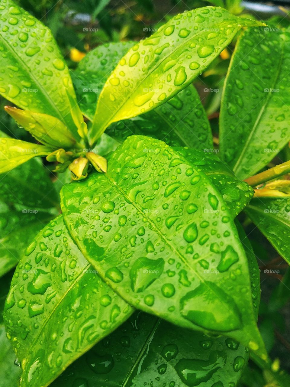 green leaves in water drop