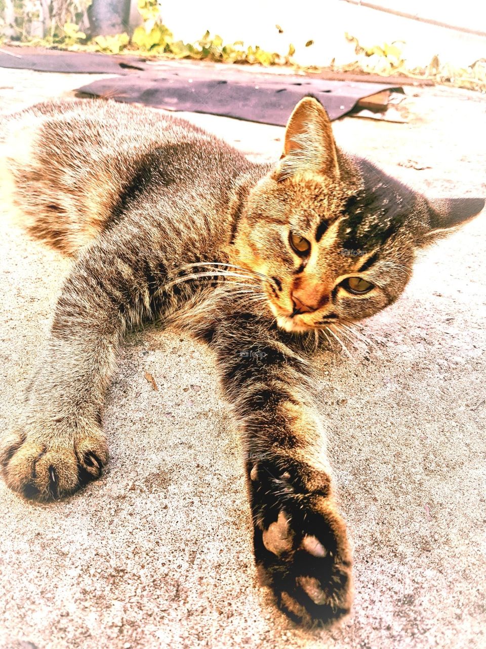 tHe eyes of the brown cat who have a brown eyes that's laying on the ground.
it's about to rest but others cat walking around so it's seems pissed off.