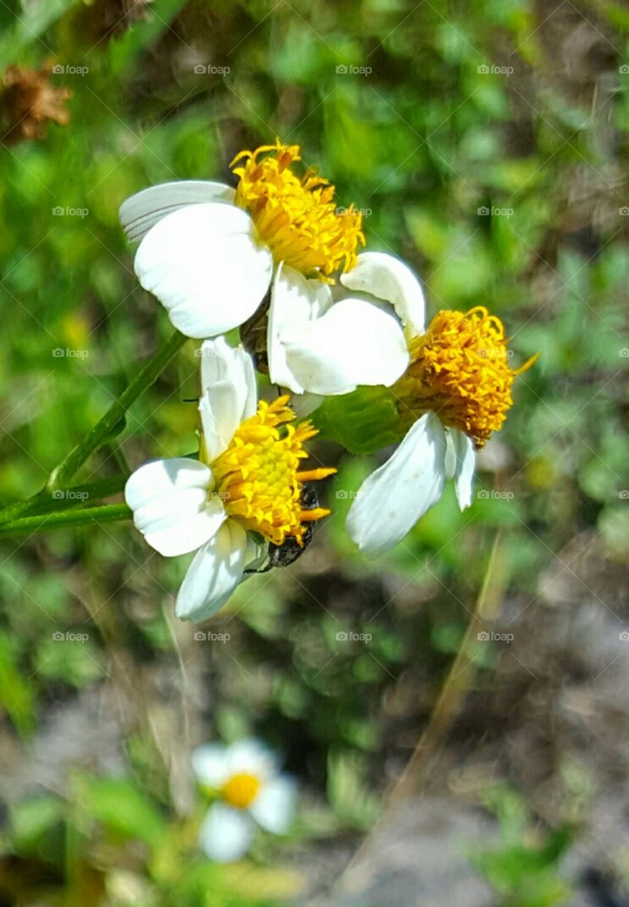 Nature, Flower, Flora, Summer, Garden