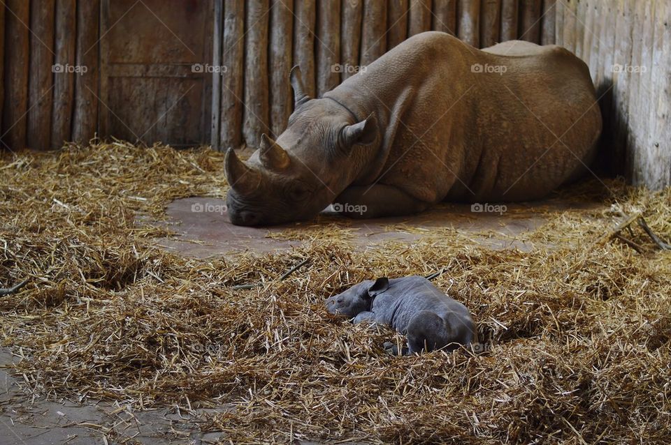 Baby rhino 