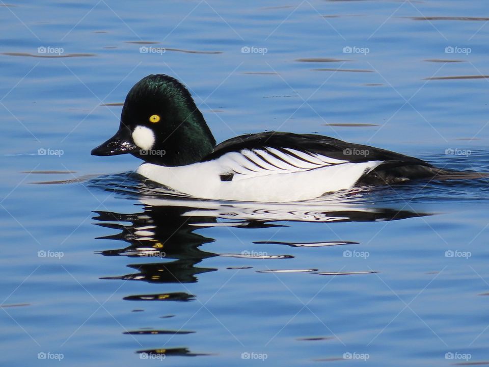 Goldeneye