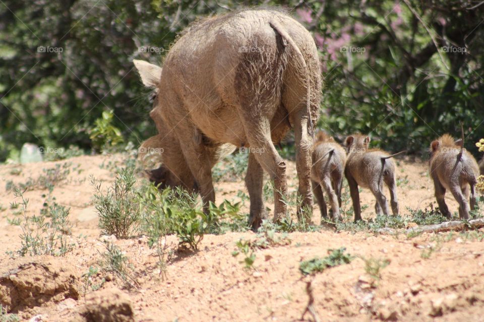 warthog and  little ones