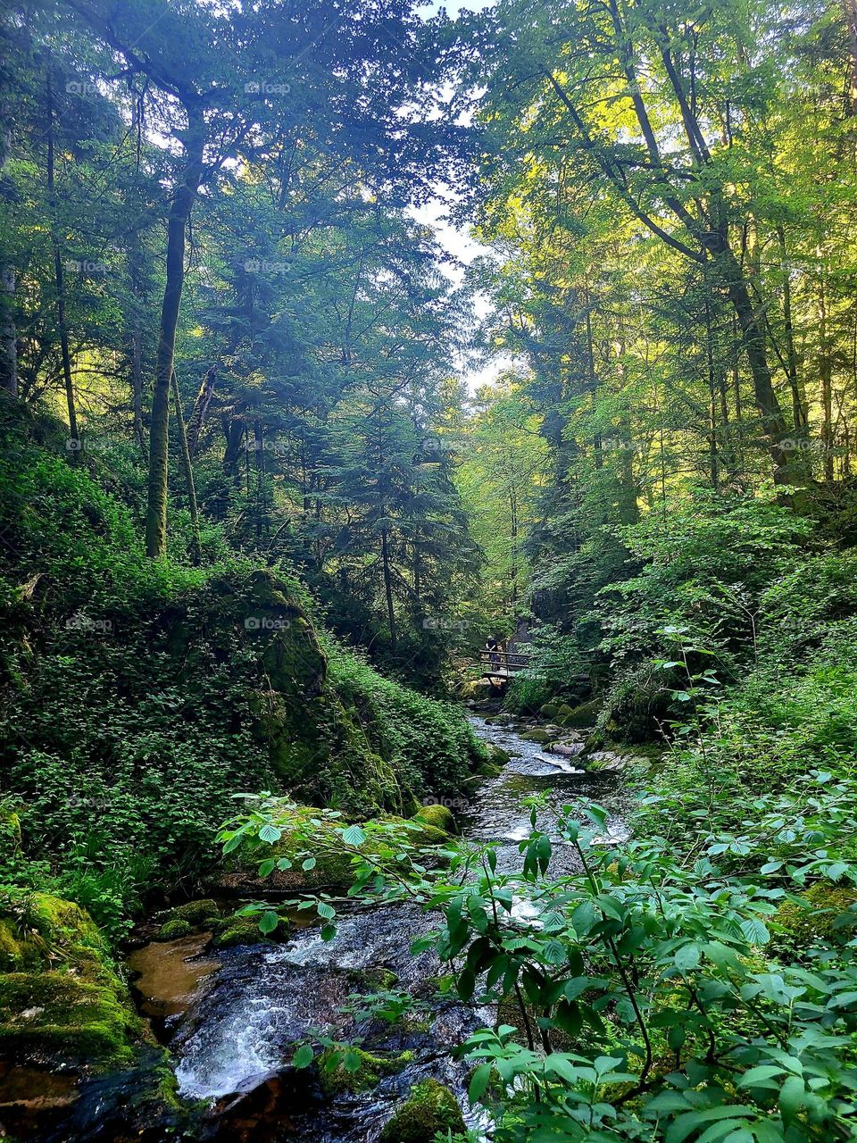 Schöne Natur  , Spaziergang in dem Wald
